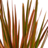 Dracaena &
