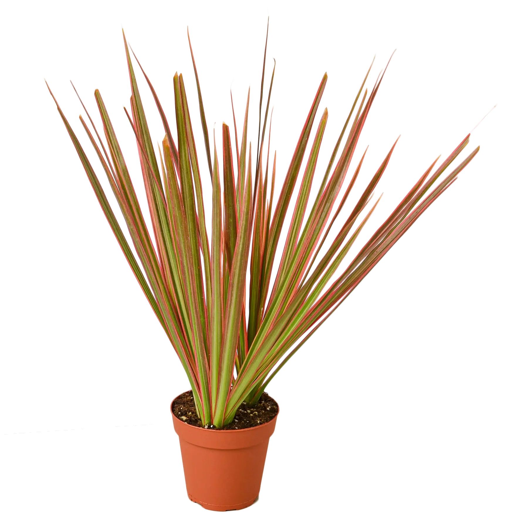 Dracaena 'Colorama' - Hive Plants – The White Oak Collection