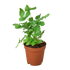 Pteris Cretica &