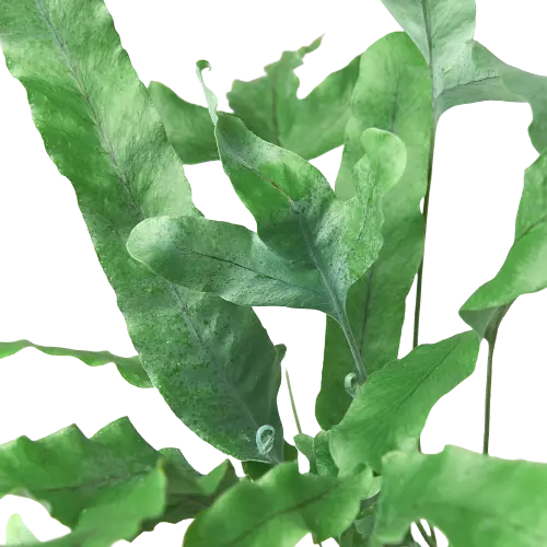 Fern &