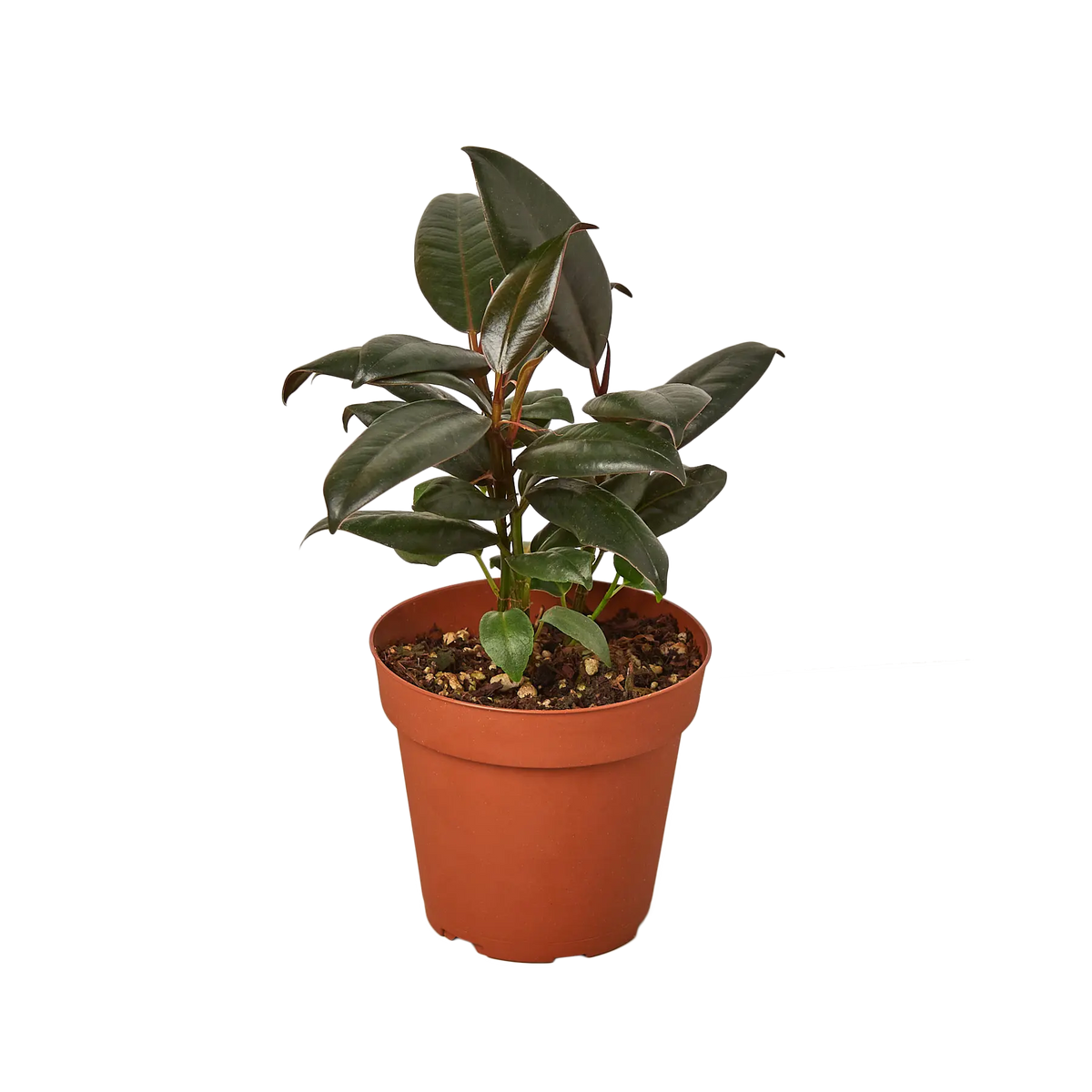 Ficus Burgundy - Hive Plants - 