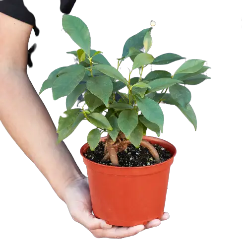 Ficus Ginseng - Hive Plants - Indoor &amp; Outdoor Plants