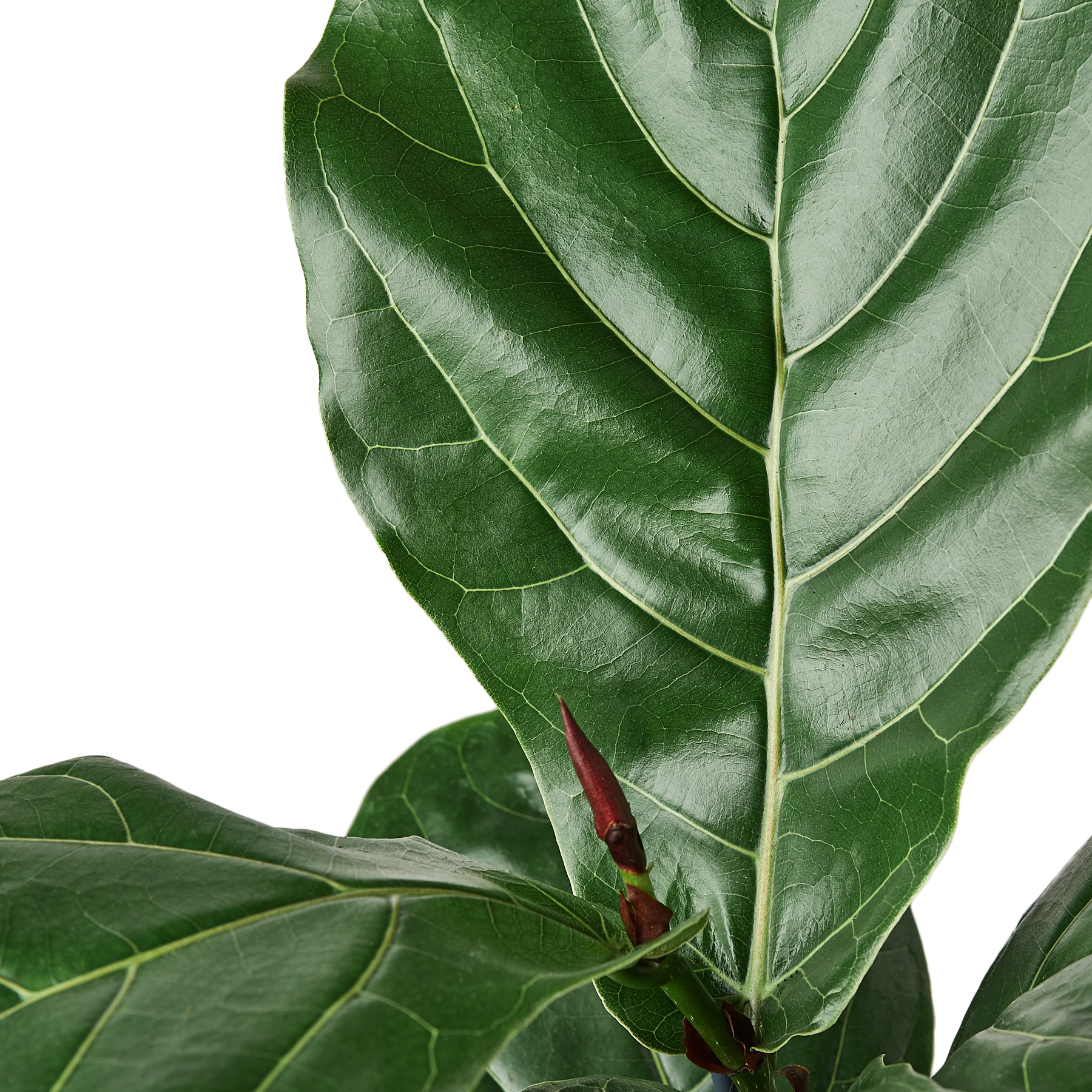 Fiddle-Leaf Fig - Hive Plants - Indoor &amp; Outdoor Plants