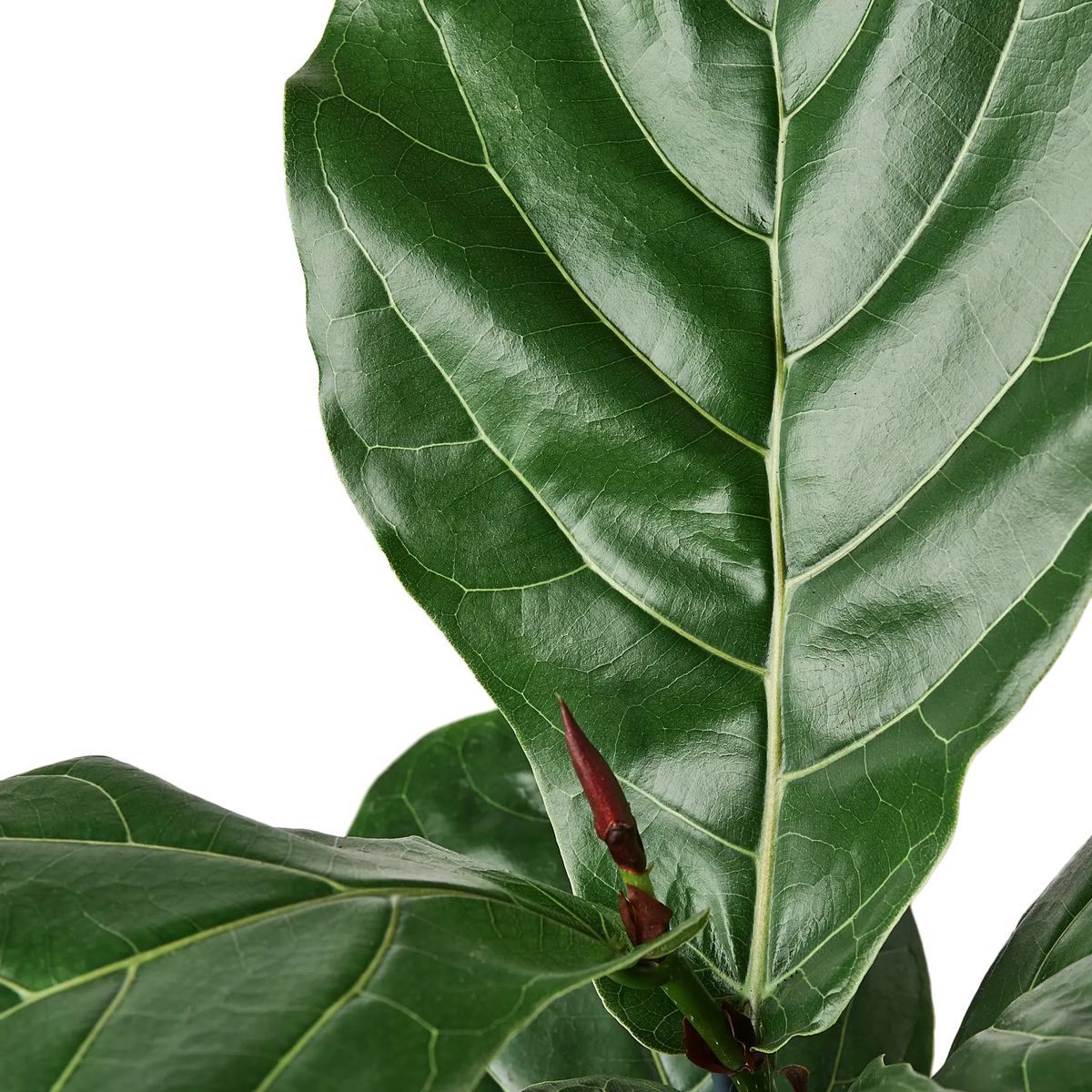 Fiddle-Leaf Fig - Hive Plants - Indoor &amp; Outdoor Plants