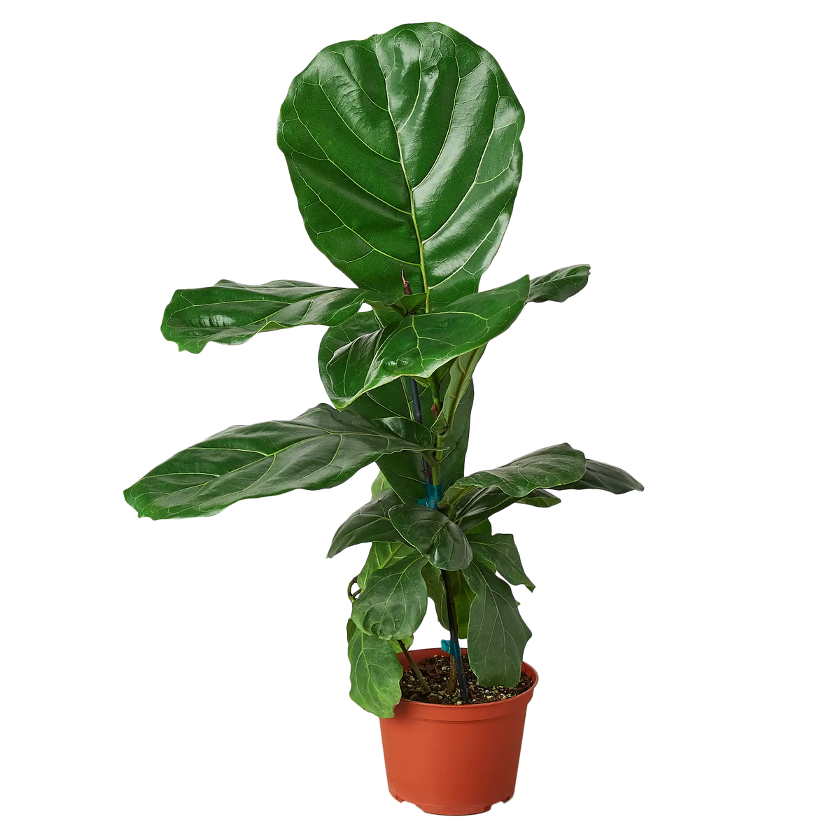 Fiddle-Leaf Fig - Hive Plants - Indoor &amp; Outdoor Plants