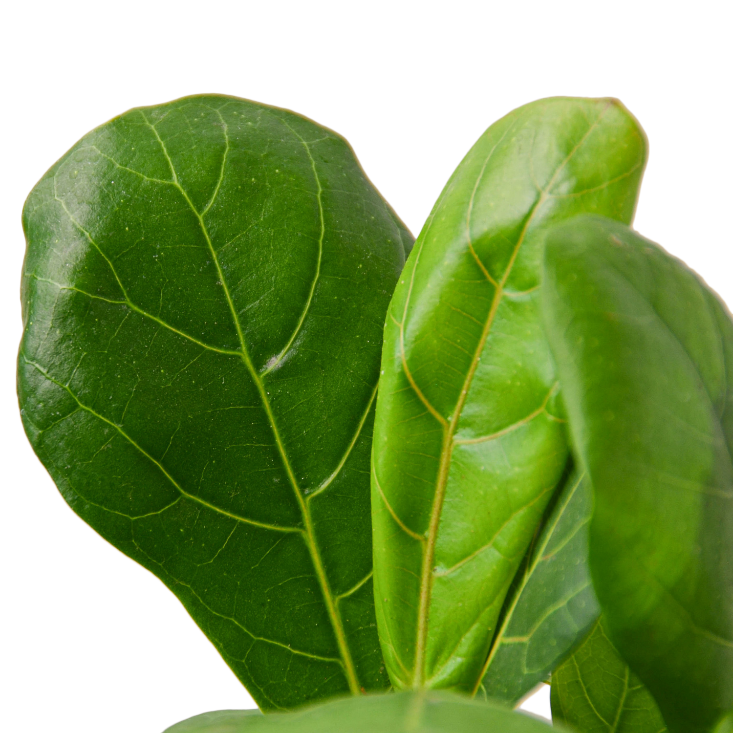 Fiddle-Leaf Fig - Hive Plants - Indoor & Outdoor Plants