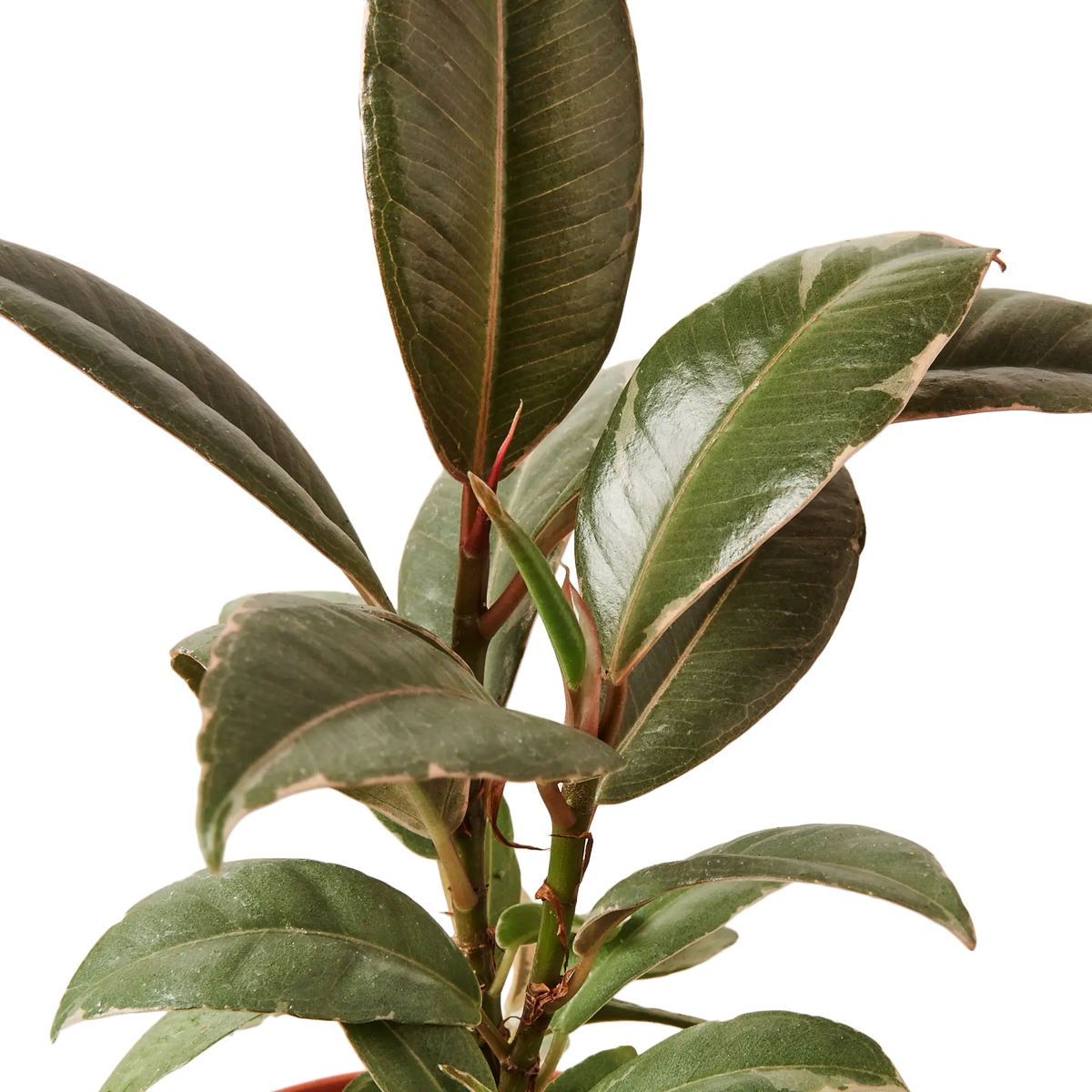Ficus Tineke - Hive Plants - Indoor &amp; Outdoor Plants
