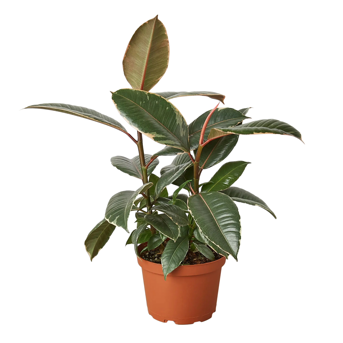 Ficus Tineke - Hive Plants - Indoor &amp; Outdoor Plants