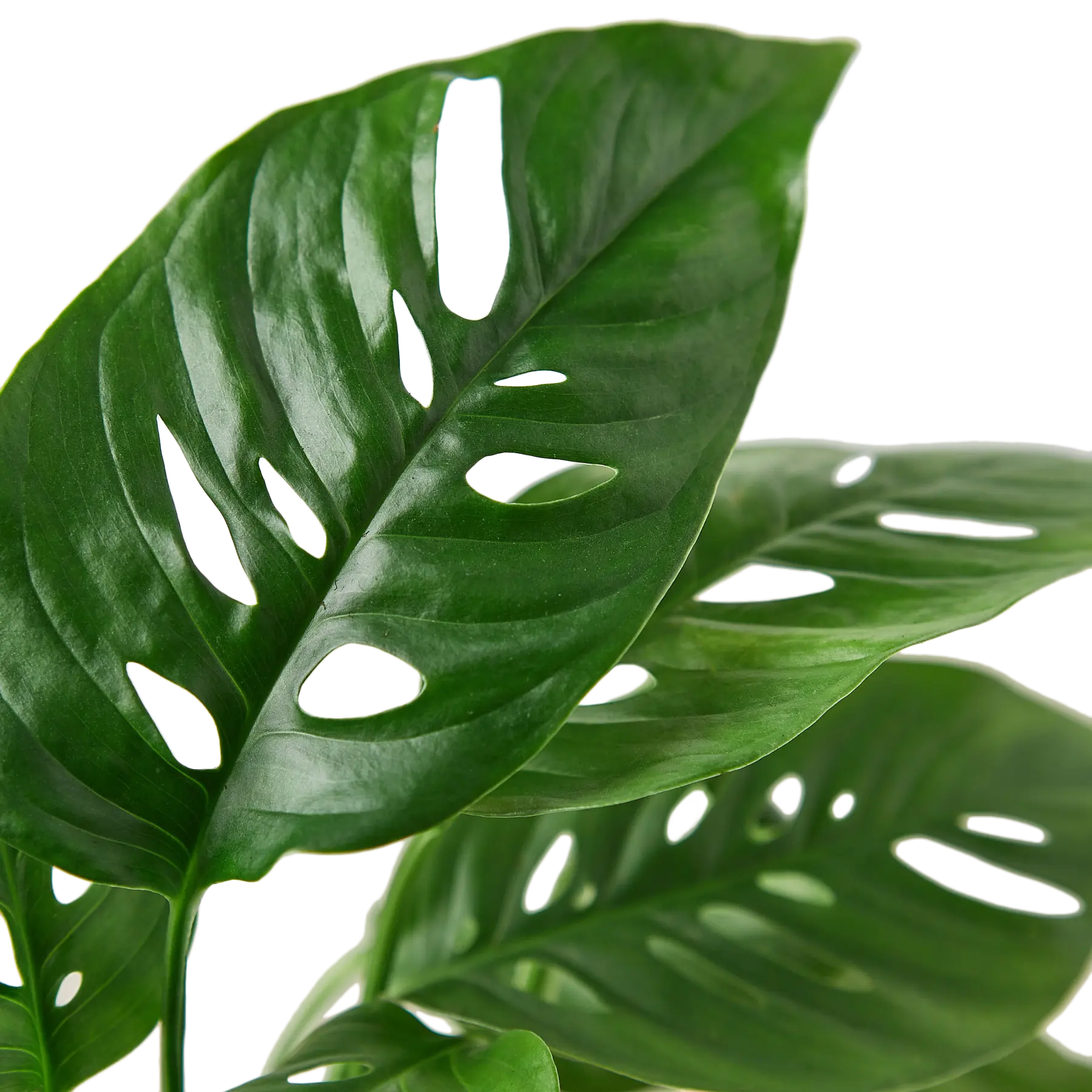 Monstera Swiss Cheese - Hive Plants - Indoor &amp; Outdoor Plants