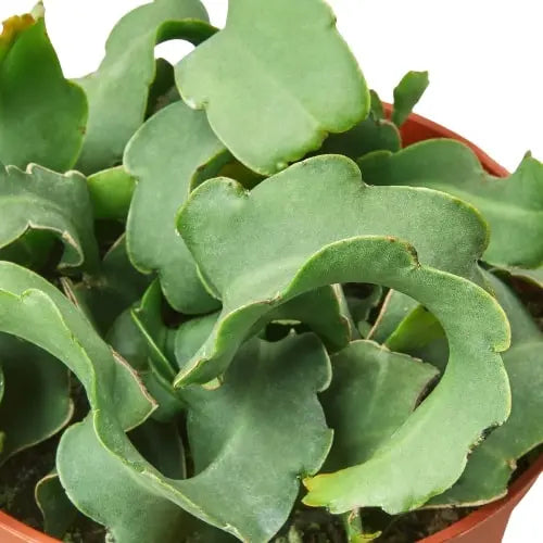 Orchid Cactus &