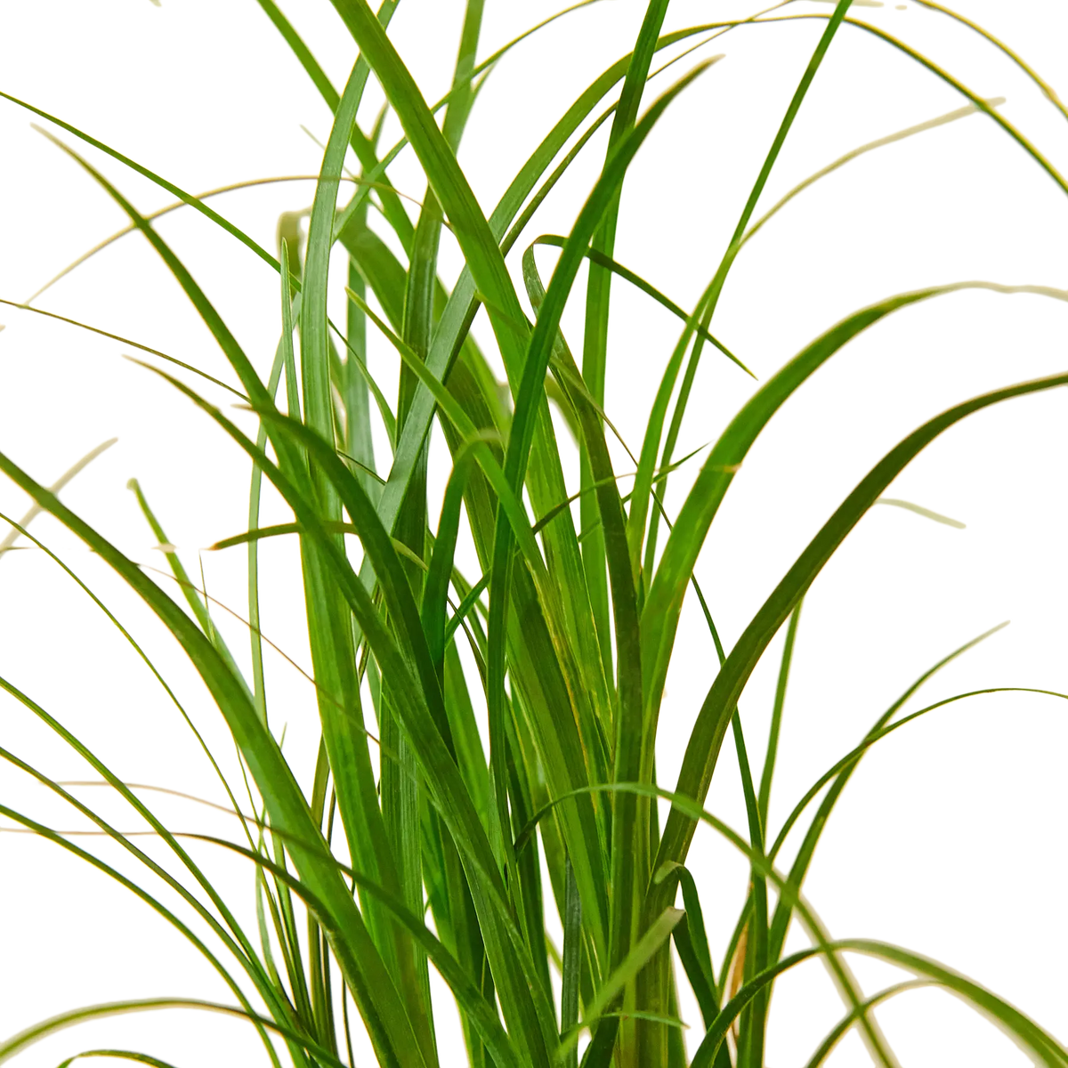 Ponytail Palm - Hive Plants - Indoor &amp; Outdoor Plants