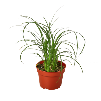 Ponytail Palm - Hive Plants - Indoor &amp; Outdoor Plants