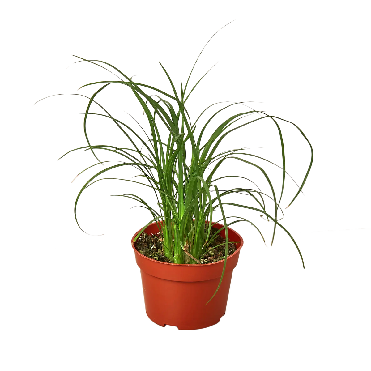 Ponytail Palm - Hive Plants - Indoor &amp; Outdoor Plants