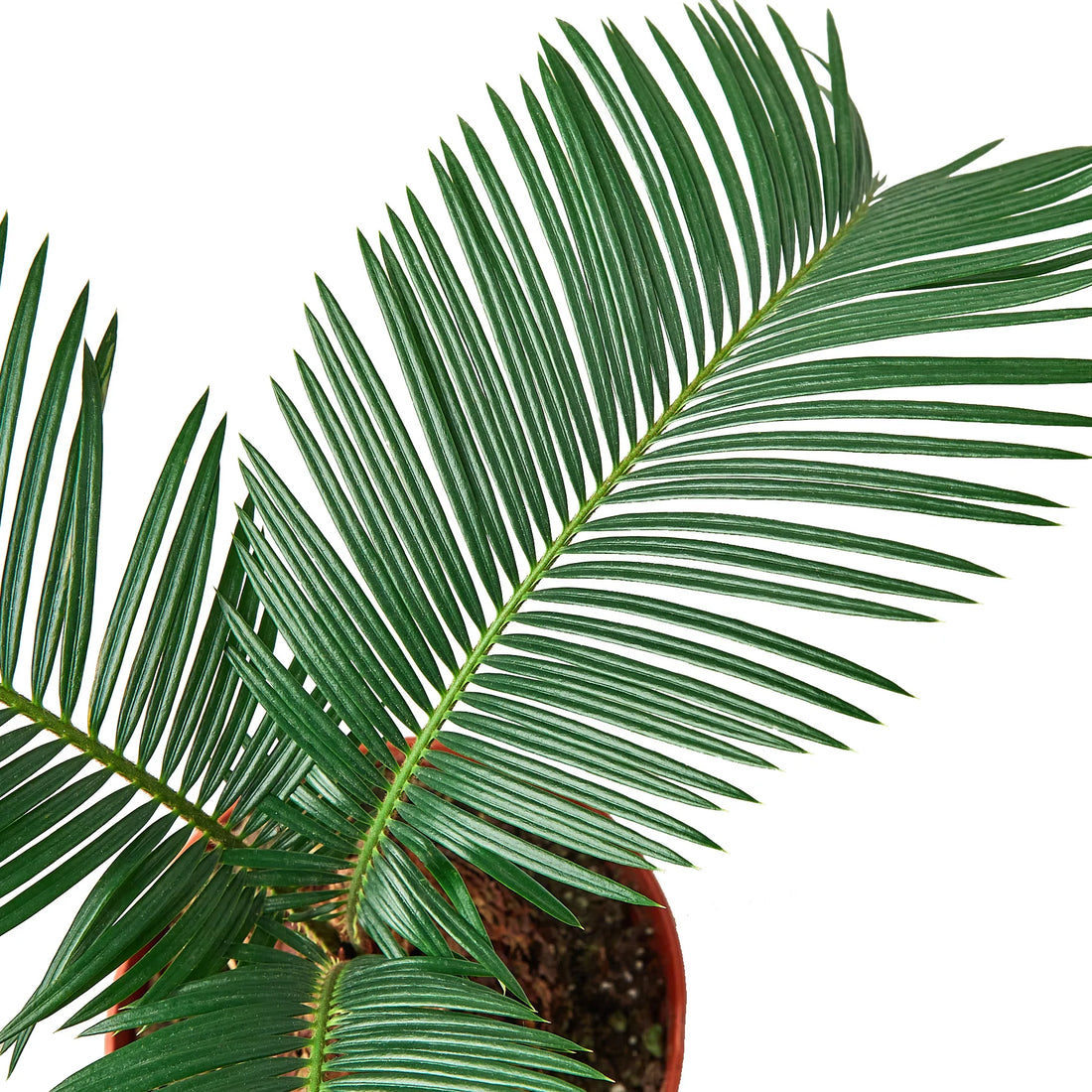Sago Palm - Hive Plants - Indoor &amp; Outdoor Plants
