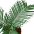 Sago Palm - Hive Plants - Indoor & Outdoor Plants