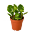 PEPEROMIA &