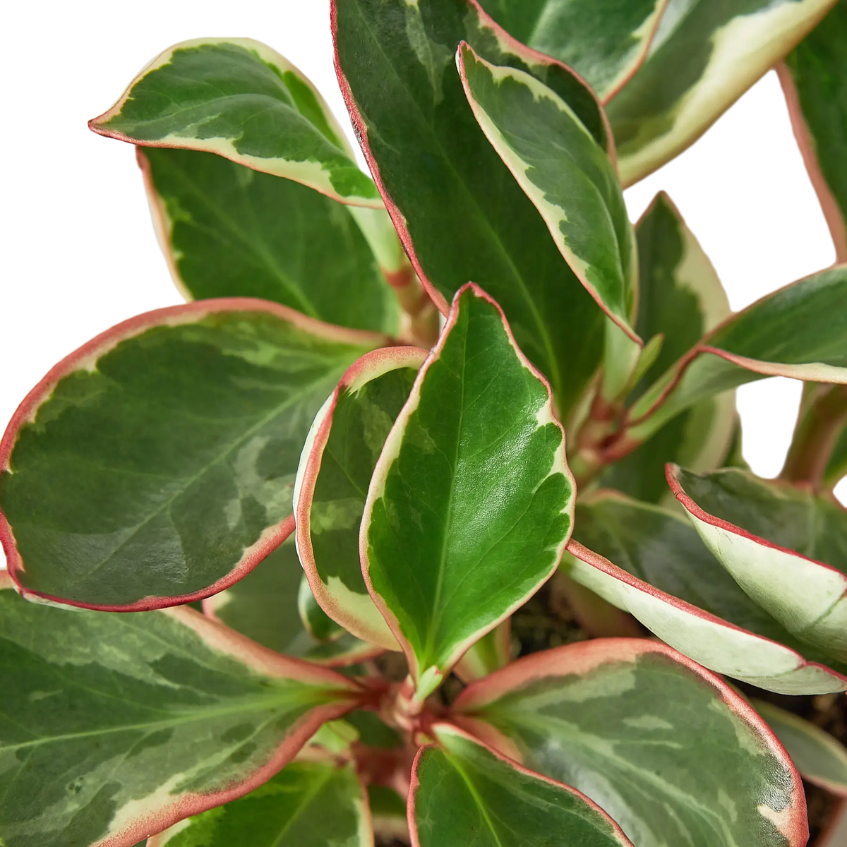 Peperomia 'Ginny' - Hive Plants - Indoor & Outdoor Plants