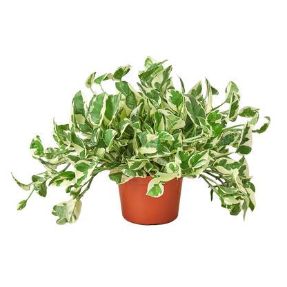 white and green pothos name Pothos 'N'Joy' - Hive Plants – The White Oak Collection