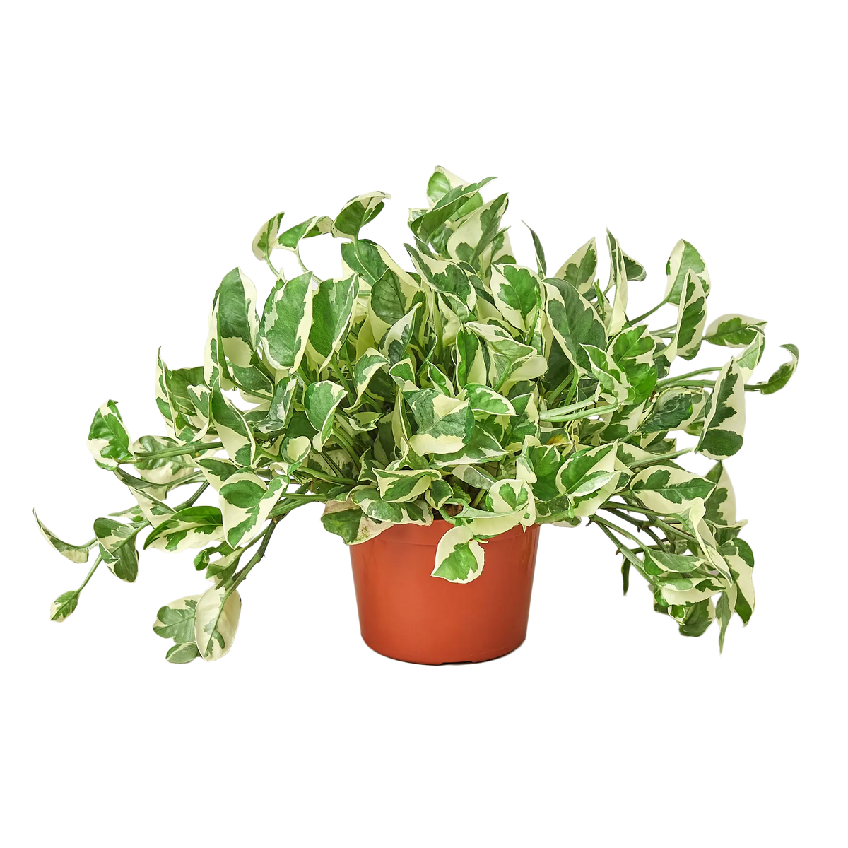 Pothos 'N’Joy' - Hive Plants - Indoor & Outdoor Plants