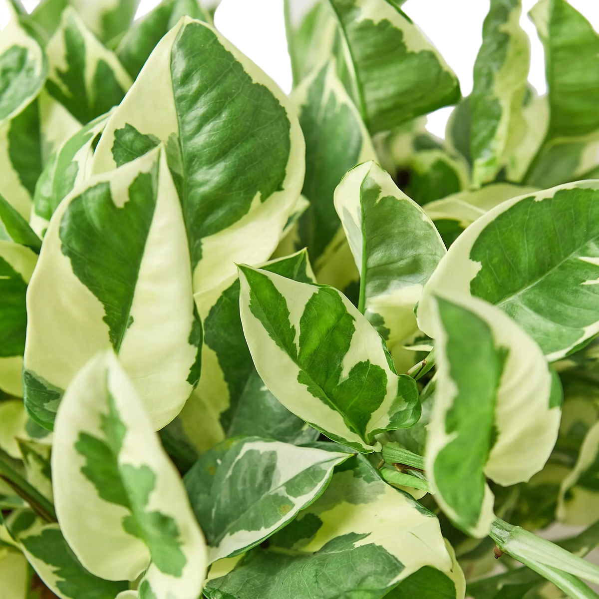 white variegated pothos Pothos 'N’Joy'