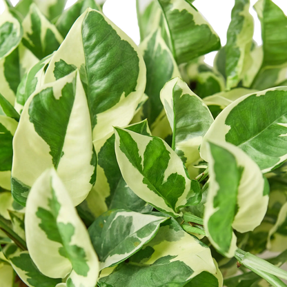 pothos npm Pothos 'N’Joy'