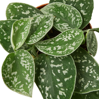 satin pothos flower Pothos 'Satin' - Hive Plants – The White Oak Collection