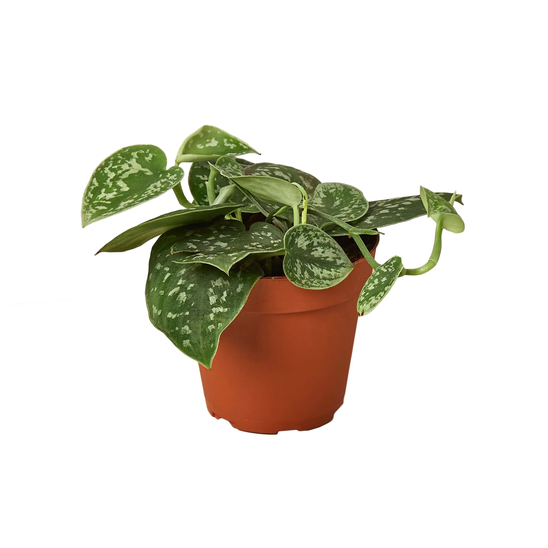 buy satin pothos Pothos 'Satin'