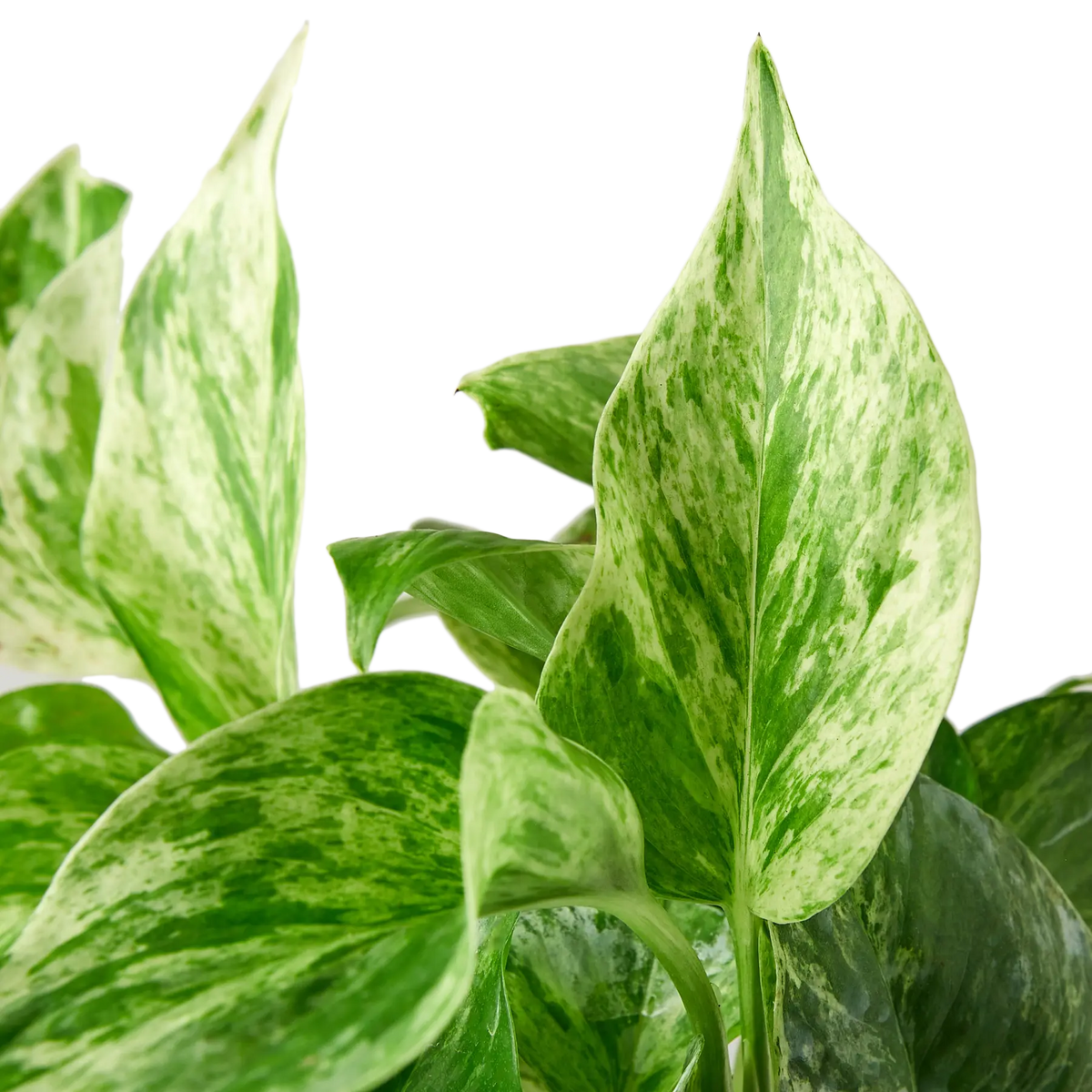 marble pothos price Pothos 'Marble Queen'
