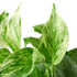 Pothos &