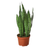 Snake Plant &