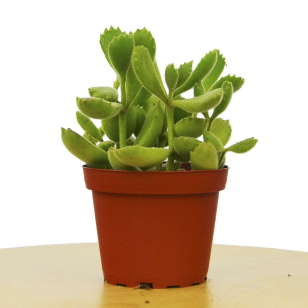 white bear paw succulent Succulent 'Bear's Paw' - Hive Plants – The White Oak Collection