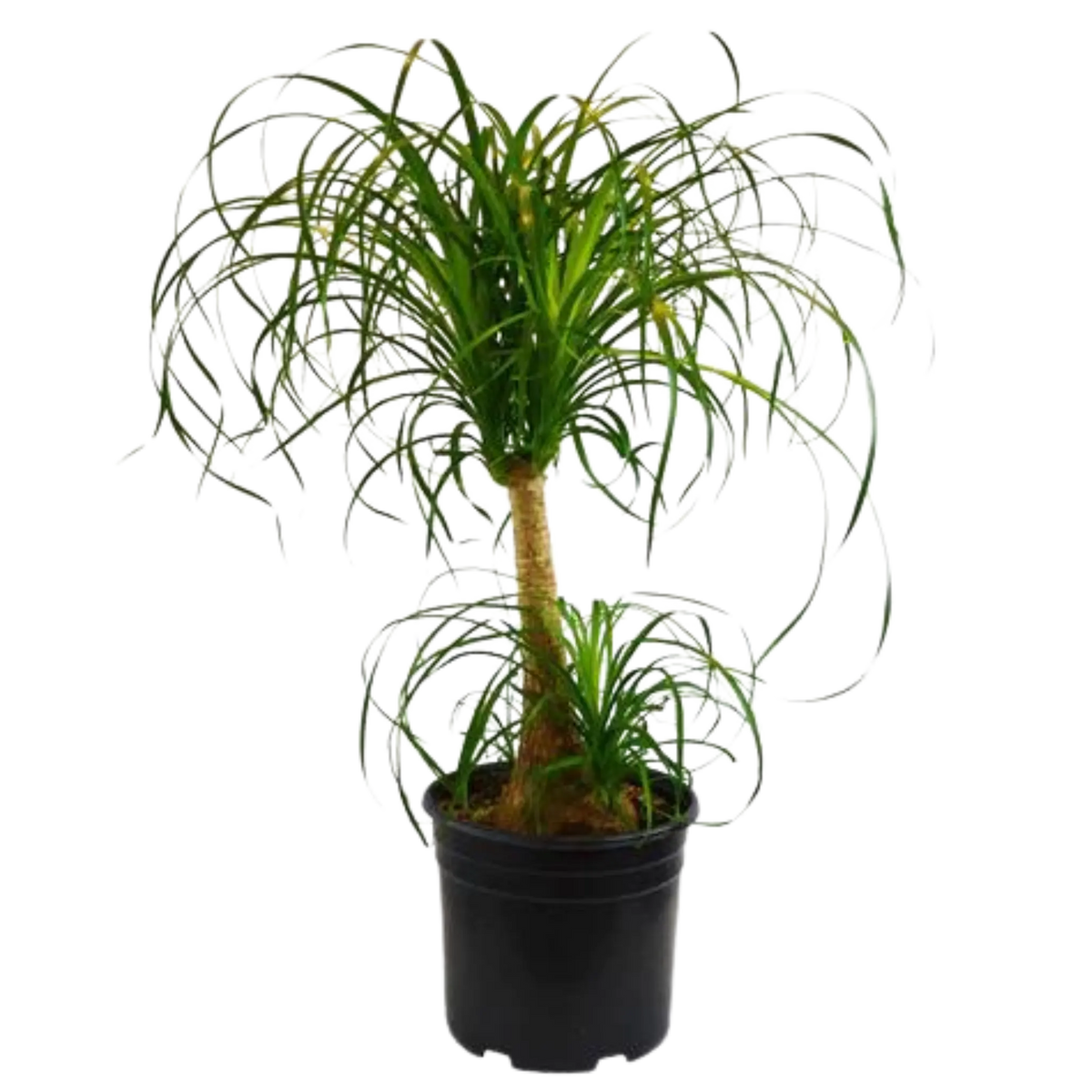 Ponytail Palm - Hive Plants - Indoor &amp; Outdoor Plants