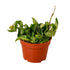Hoya "Rope Plant" - Hive Plants - 