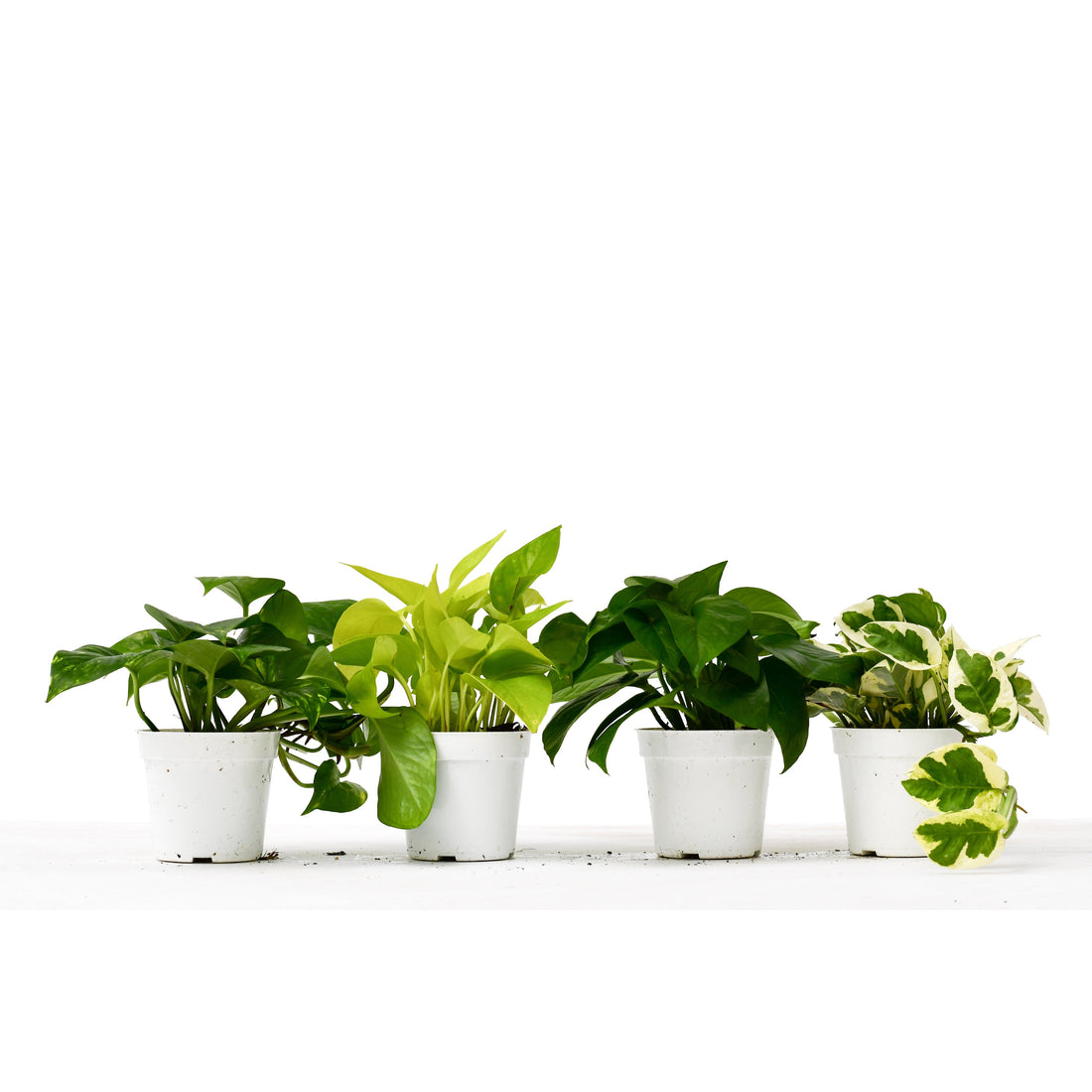 4 Different Pothos Plants in 4&quot; Pots - Live House Plant - House Plant Shop
