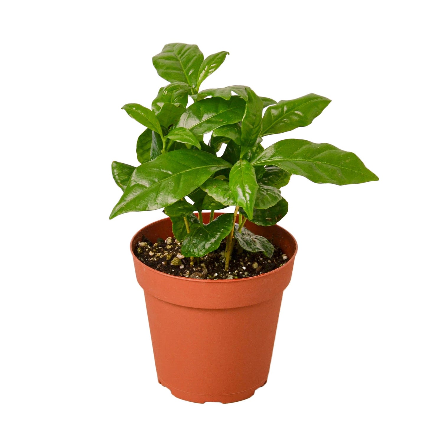 Arabica Coffee - Hive Plants - Indoor Plants