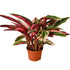 Stromanthe Triostar - Hive Plants - 