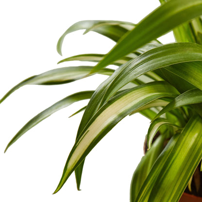 Spider Plant &