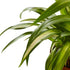 Spider Plant &