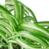 Spider Plant &