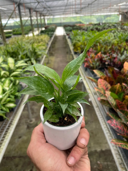 Variegated Peace Lily &