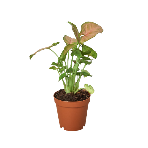 Syngonium Strawberry - Hive Plants - 