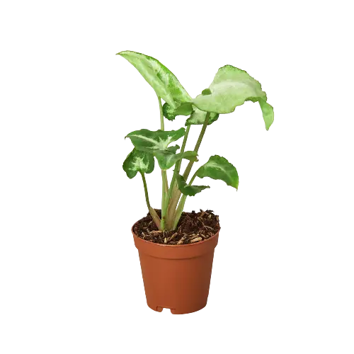 Syngonium White Butterfly - Hive Plants - 