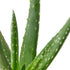 Aloe Vera - Hive Plants - 