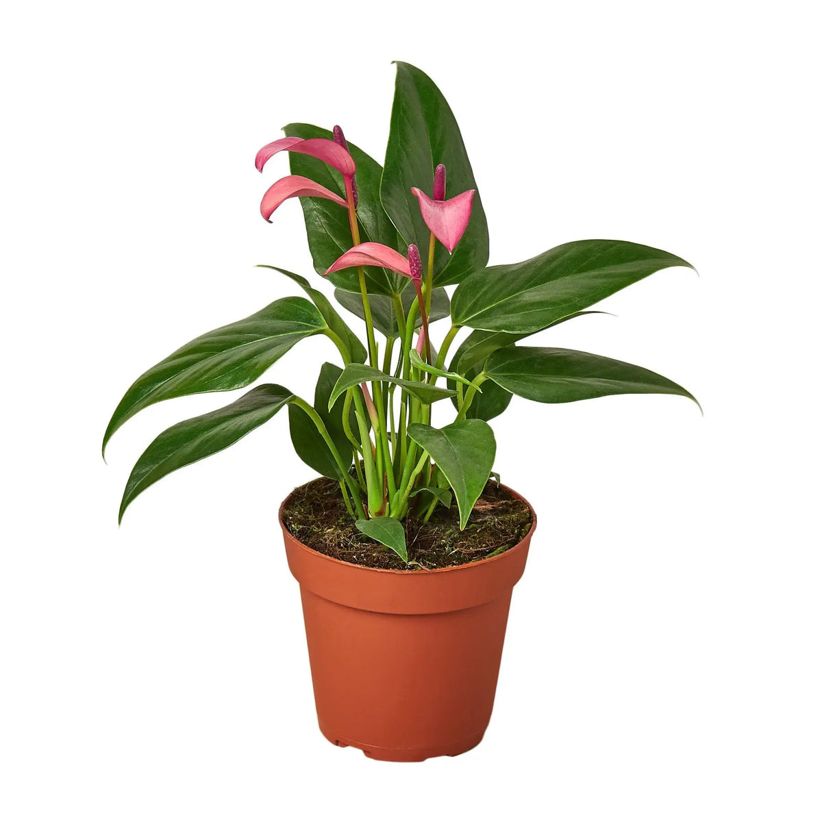 Anthurium Purple - Hive Plants - Indoor &amp; Outdoor Plants