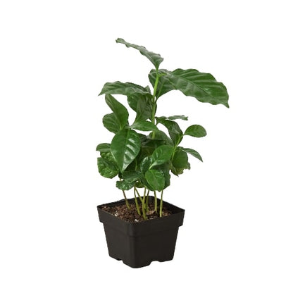 Arabica Coffee - Hive Plants - Indoor Plants