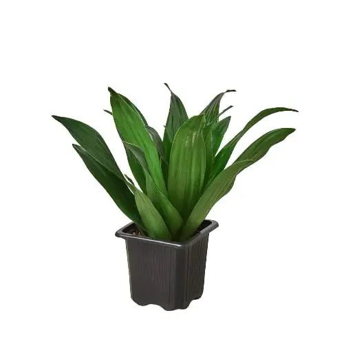 dracaena janet craig bush Dracaena 'Janet Craig' 2.25" Pot / Nursery Pot