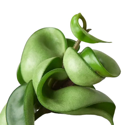 Hoya "Rope Plant" - Hive Plants - 
