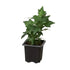 English Ivy &