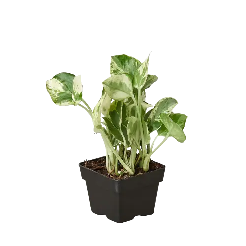 Pothos &