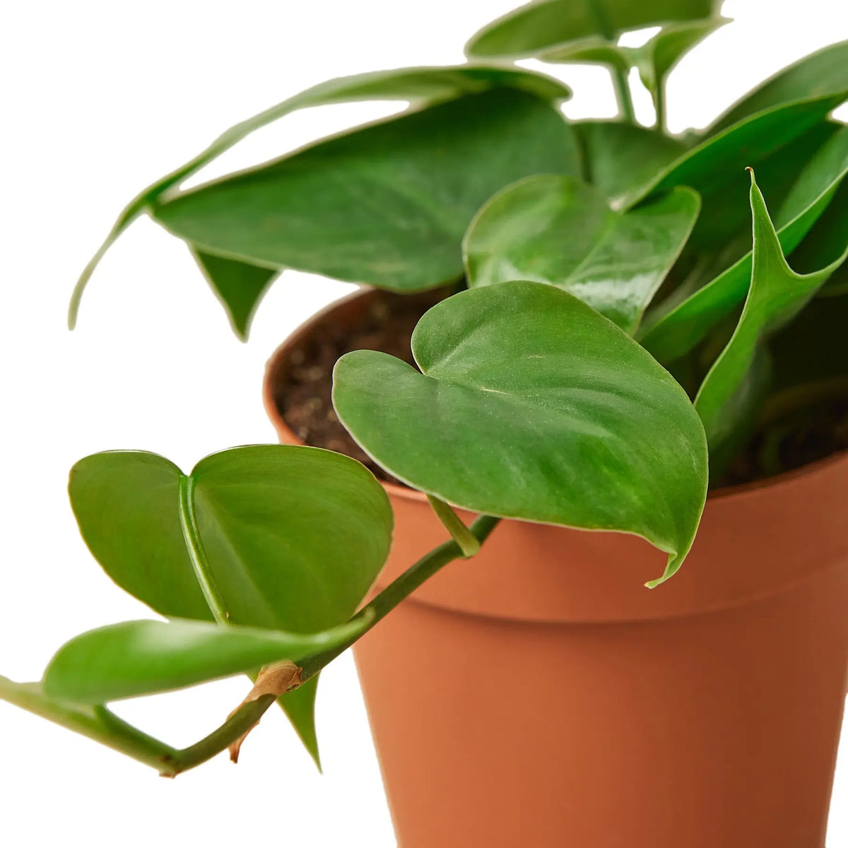 bloomscape philodendron heartleaf Philodendron 'Heartleaf'